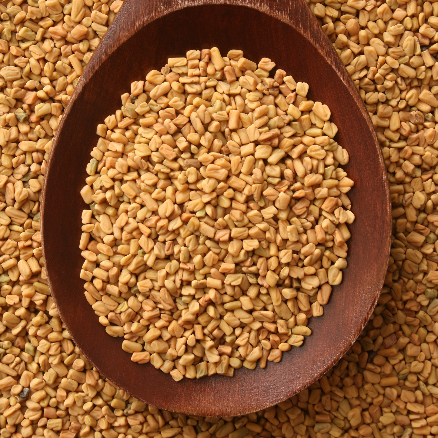 Fenugrec grains