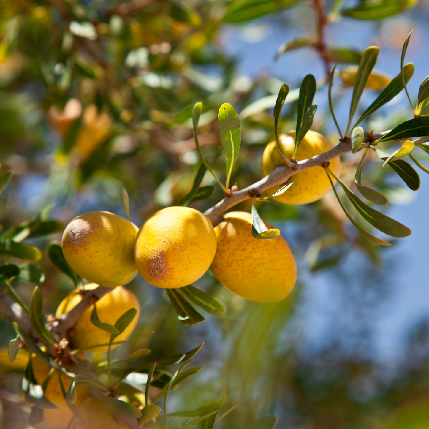 Huile d'Argan pur du Maroc